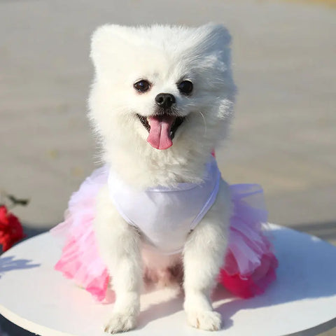 Spring Dog Lace Dress Pet Dog Clothes For Small Dog Party Birthday Wedding  Dress Puppy Costume  Pet Clothes