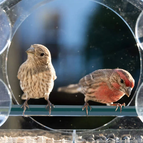 Acrylic Clear Glass Window Birds Hanging Feeder Birdhouse Food Feeding House Table Seed Cup Transparent Windowsill Birdfeeders