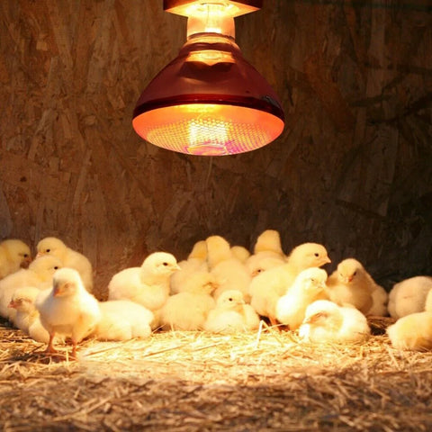 1PC Poultry Infrared Heat Lamp Waterproof Anti-Explosion Thickened Light Bulbs For Piglet Chicken Duck Birds E27 Heating Lamp