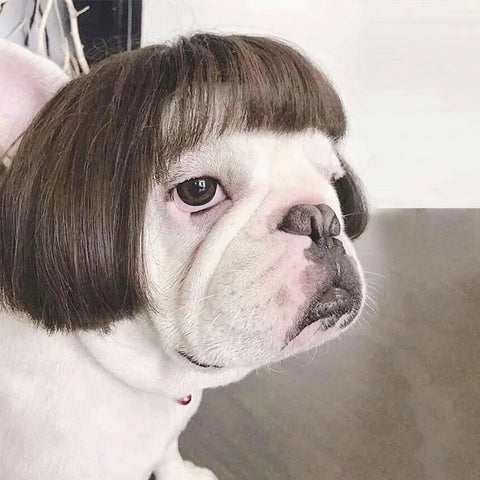 Funny Pet Cosplay Wig Short Dog Costume Wig Pet Decorations Cats Hair Hat Costumes Head Accessories Halloowen Christmas Supplies
