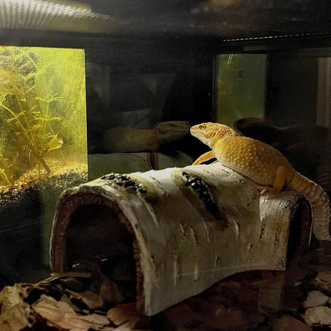 Pets Lizard Turtle Reptile Hide Cave Habitat Shelter Resin Tree Bark Amphibians Landscape Reptiles Box Dodge Hole Decoration